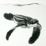 FROM JOEL SARTORE'S PHOTO ARK: A critically endangered half-day-old hatchling leatherback turtle (Dermochelys coriacea).