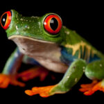 FROM JOEL SARTORE'S PHOTO ARK: A red-eyed tree frog (Agalychnis callidryas), at the Sunset Zoo in Manhattan, KS.