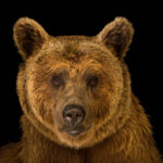 FROM JOEL SARTORE'S PHOTO ARK: A Syrian brown bear (Ursus arctos syriacus) at the Budapest Zoo. This species is listed as vulnerable on the IUCN red list.