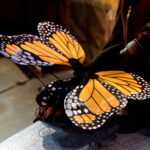 A Monarch butterfly in HOW TO BUILD AN ARK. PHOTO DESCRIPTION: An orange and black Monarch butterfly puppet sits on the edge of a platform.