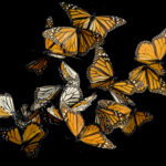 FROM JOEL SARTORE'S PHOTO ARK: Monarch butterflies (Danaus plexippus) from the Sierra Chincua mountain range, Mexico.